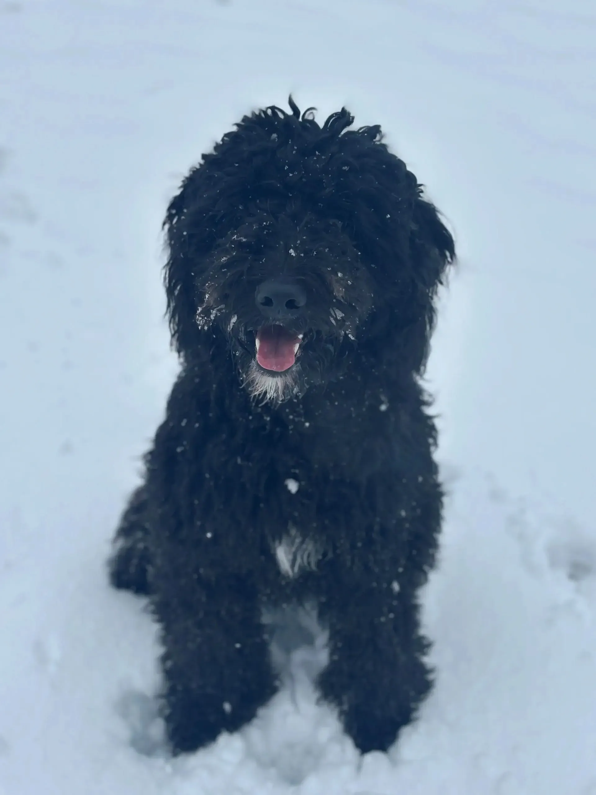 Pam, Noah and Jenny’s Goldendoodle, in the snow