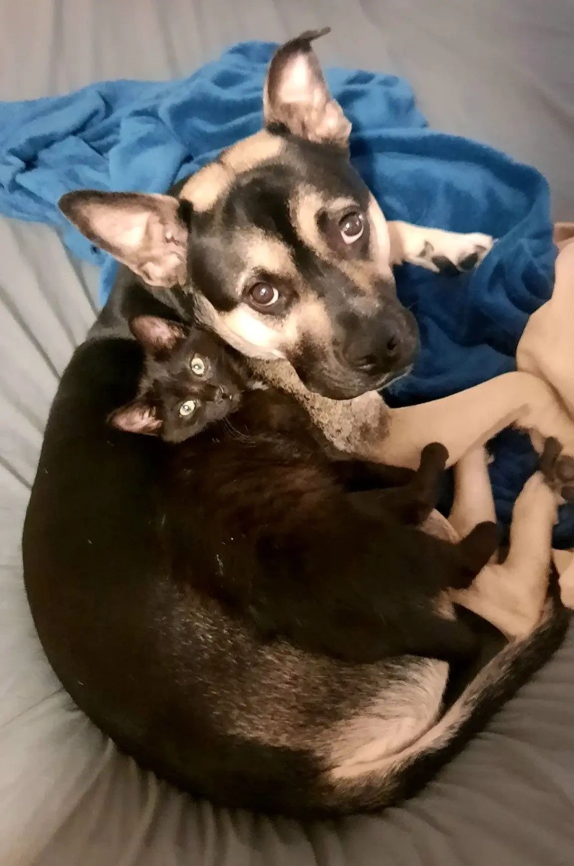 Kate’s dog and cat cuddling together