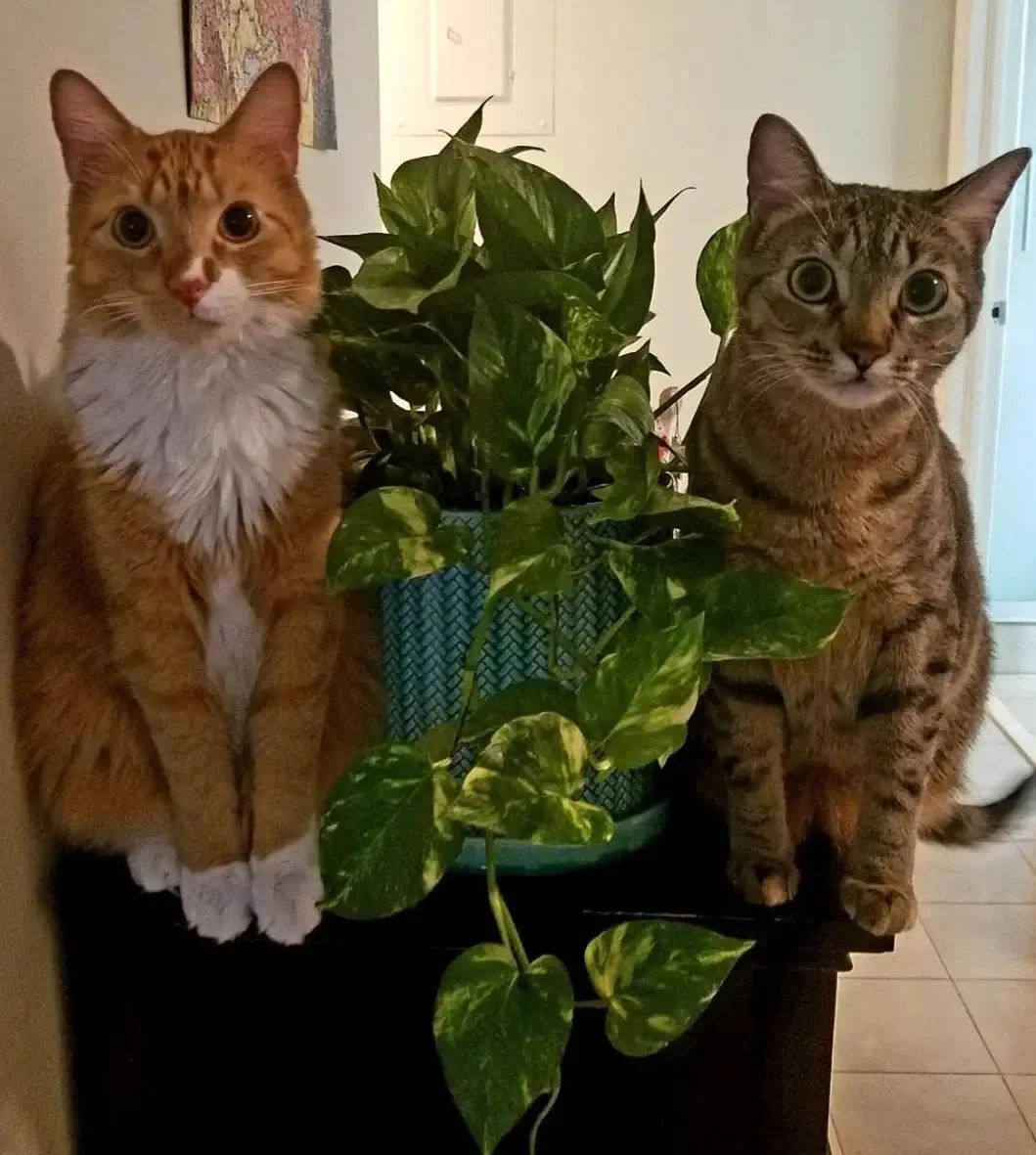Kate’s two cats sitting on either side of a houseplant