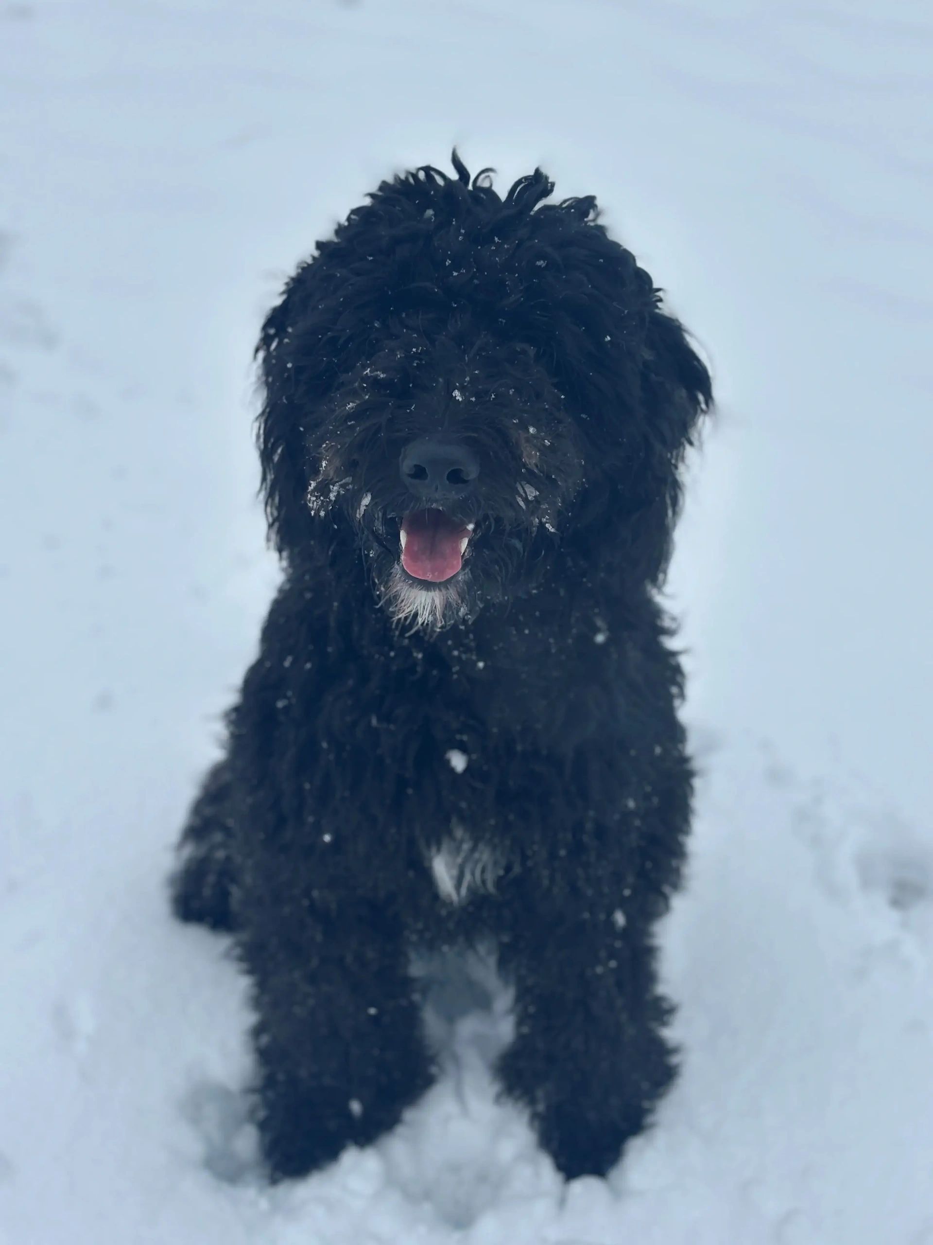 Pam, Noah and Jenny’s Goldendoodle, in the snow